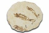 Fossil Fish (Knightia) Mortality Plate - Wyoming #339038-1